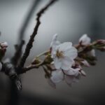 cherry blossom. 桜の花